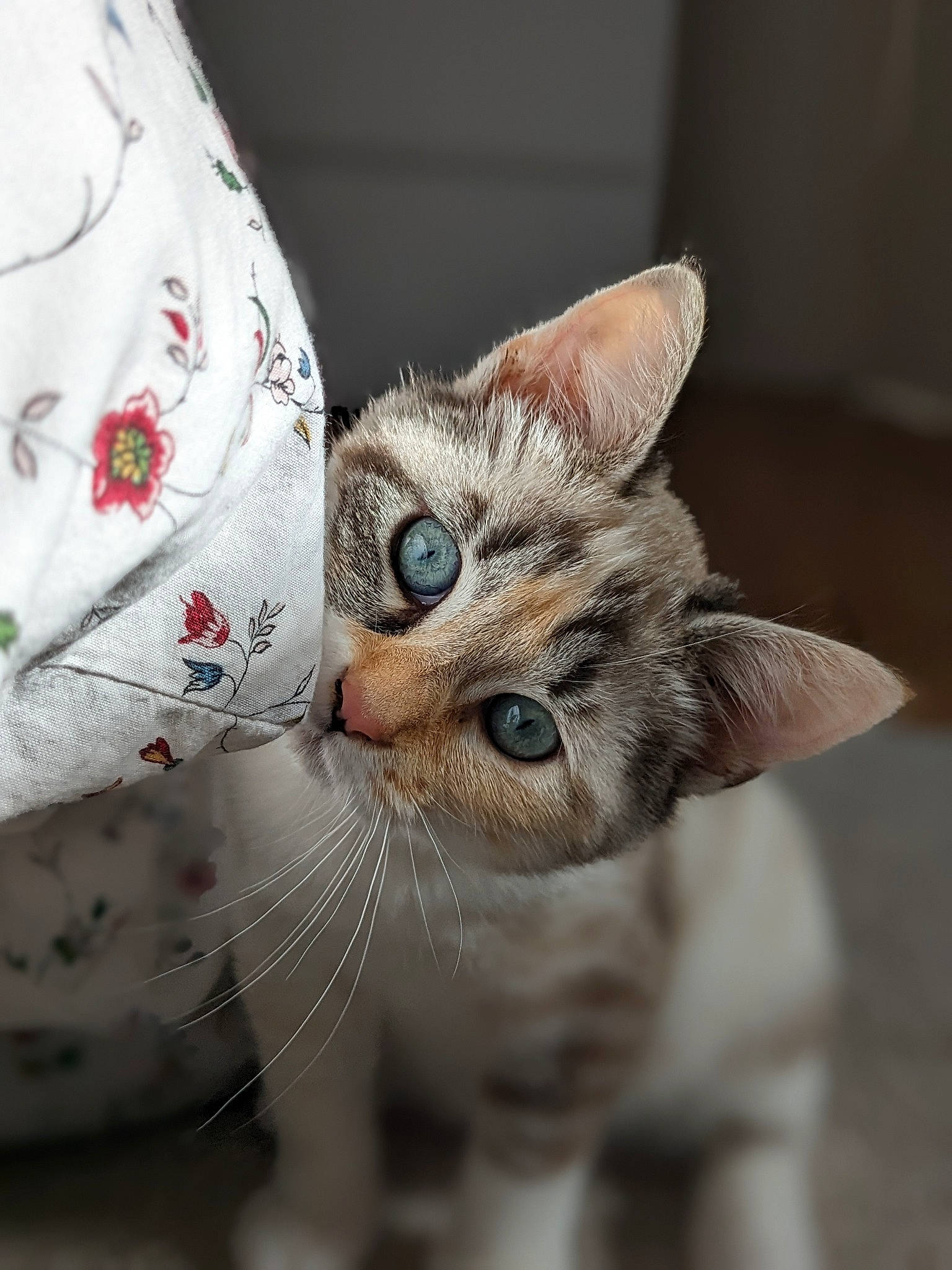 Neige a rejoint le concours — aidez-le/la à gagner de superbes lots ! art, carnivore, cat, claw, domestic_short_haired_cat, ear, eye, eyelash, fawn, felidae, fur, pattern, paw, small_to_medium_sized_cats, snout, tail, whiskers