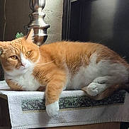 Rusty joined the competition — help win amazing prizes! cat, cozy, cute, domestic, feline, fur, home, indoor, lamp, lying_down, mammal, orange_tabby, paws, pet, portrait, relaxed, resting, sleepy, towel, whiskers