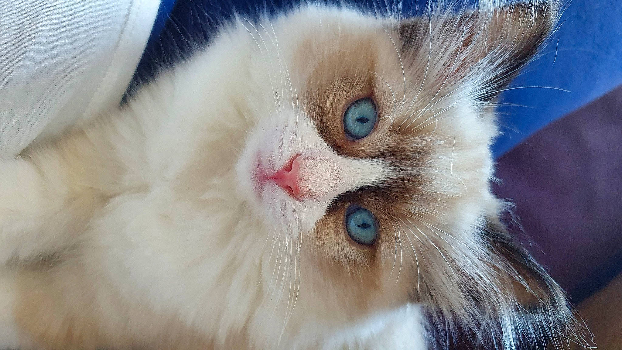 Yuki participe au concours pour gagner de l'argent avec cette photo : carnivore, cat, claw, comfort, domestic_short_haired_cat, felidae, fur, iris, paw, small_to_medium_sized_cats, snout, whiskers