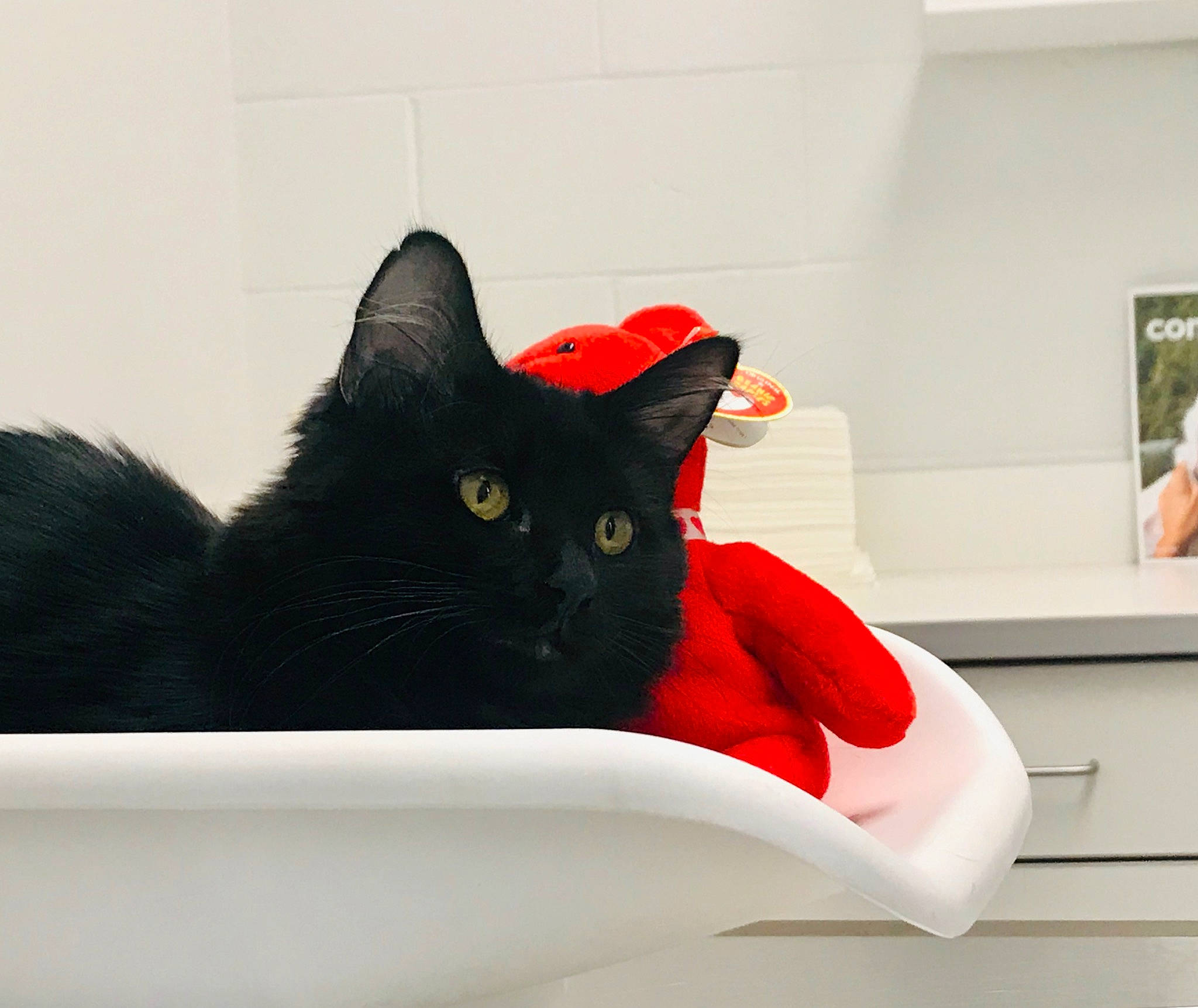 Coraline is registered to the contest to win money with this photo: asian, black, black_cat, carnivore, cat, comfort, domestic_short_haired_cat, ear, felidae, fur, kitten, red, room, small_to_medium_sized_cats, tail, whiskers
