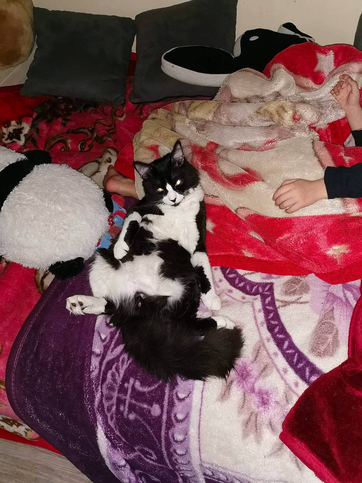 Mouss participe au concours pour gagner de l'argent avec cette photo : bed, bedding, black_cat, carnivore, cat, comfort, companion_dog, domestic_short_haired_cat, felidae, flooring, fur, lap, linens, magenta, pattern, pillow, pink, small_to_medium_sized_cats, tail, whiskers