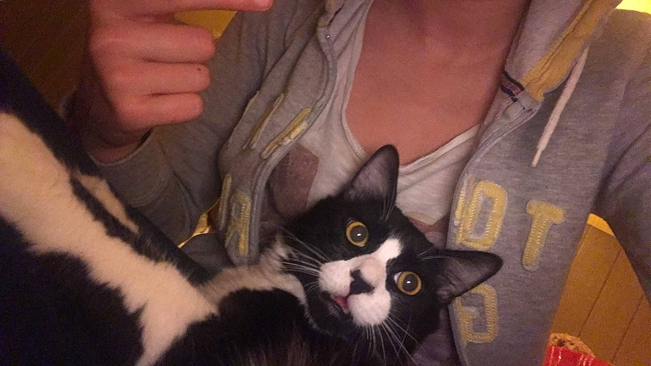 Mouss a rejoint le concours — aidez-le/la à gagner de superbes lots ! carnivore, cat, domestic_short_haired_cat, ear, eyelash, felidae, finger, fur, gesture, hair, head, human_leg, nail, sleeve, small_to_medium_sized_cats, snout, t_shirt, tail, thumb, whiskers