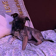 Ella joined the competition — help win amazing prizes! puppy, dog, bed, blanket, pillow, text, decor, indoor, pet, resting, cute, animal, floral, fabric, collar, tag, relaxed, small_dog, canine, soft_lighting
