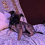 puppy, dog, bed, blanket, pillow, text, decor, indoor, pet, resting, cute, animal, floral, fabric, collar, tag, relaxed, small_dog, canine, soft_lighting