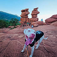 Thor joined the competition — help win amazing prizes! adventure, black_shirt, blue_sky, dog, hiking, landscape, leash, mountains, nature, outdoor, people, pets, red_rocks, rock_formations, smiling_dog, sunlight, tongue_out, travel, trees, white_dog