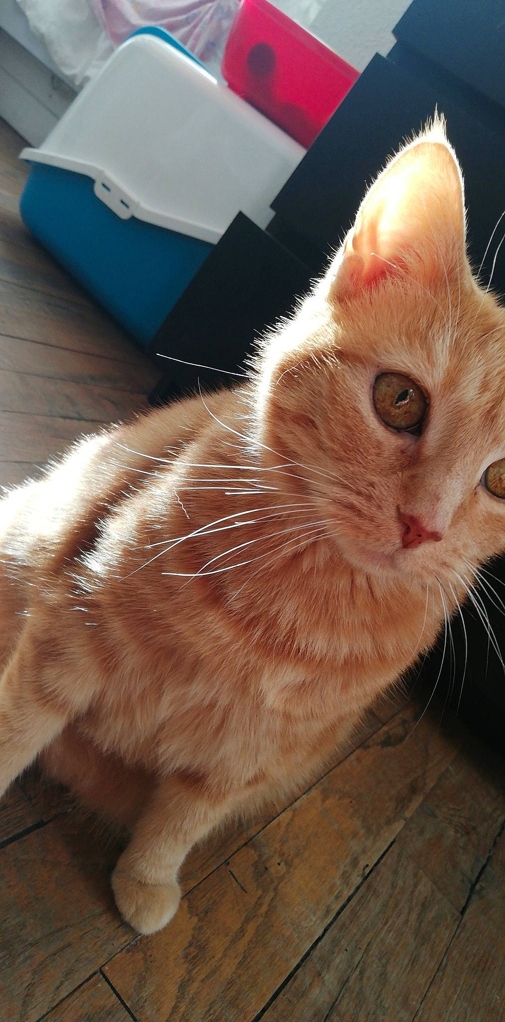 Fraise participe au concours pour gagner de l'argent avec cette photo : aegean_cat, asian, carnivore, cat, cymric, domestic_short_haired_cat, ear, european_shorthair, fawn, felidae, fur, kitten, mammal, nose, small_to_medium_sized_cats, snout, tabby_cat, tail, vertebrate, whiskers