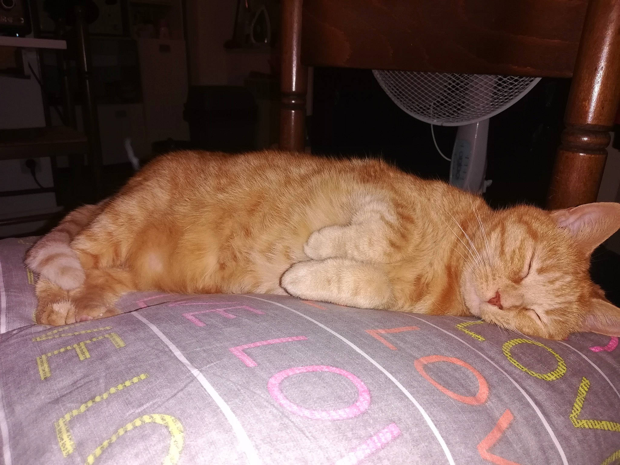 Fraise participe au concours pour gagner de l'argent avec cette photo : asian, carnivore, cat, domestic_short_haired_cat, european_shorthair, fawn, felidae, fur, nap, sleep, small_to_medium_sized_cats, tabby_cat, tail, whiskers