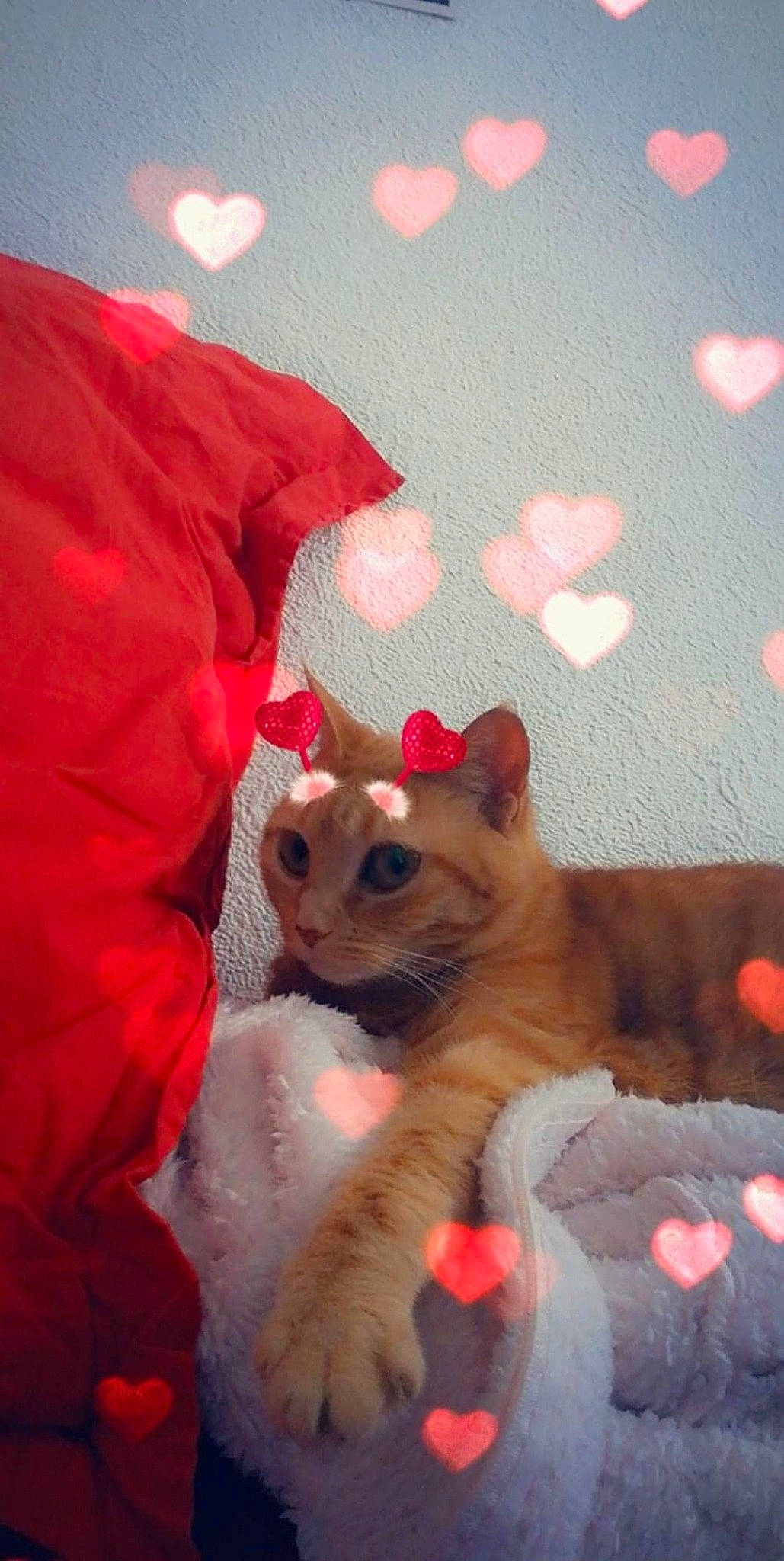 Fraise participe au concours pour gagner de l'argent avec cette photo : canidae, carnivore, cat, cornish_rex, ear, fawn, felidae, kitten, skin, small_to_medium_sized_cats, snout, whiskers