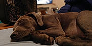 Blu joined the competition — help win amazing prizes! dog, sleeping, brown_dog, bed, blanket, fan, indoor, cozy, resting, animal, pet, paw, fur, napping, quiet, relaxation, home, canine, sleep, peaceful