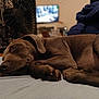 dog, sleeping, brown_dog, bed, blanket, fan, indoor, cozy, resting, animal, pet, paw, fur, napping, quiet, relaxation, home, canine, sleep, peaceful