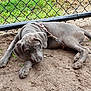 Blu joined the competition — help win amazing prizes! puppy, dog, mud, dirt, leash, harness, chain_link_fence, grass, outdoor, pet, canine, young_dog, playful, resting, looking_up, ears, paws, tail, ground, nature
