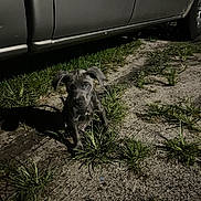 Blu is registered to the contest to win money with this photo: puppy, dog, grass, night, vehicle, outdoor, animal, pet, young, curious, shadow, dirt, ears, sitting, ground, small, reflection, dark, road, nature