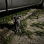 puppy, dog, grass, night, vehicle, outdoor, animal, pet, young, curious, shadow, dirt, ears, sitting, ground, small, reflection, dark, road, nature