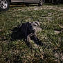 Blu joined the competition — help win amazing prizes! puppy, dog, grass, night, outdoor, vehicle, truck, dark, pet, animal, lawn, curious, canine, ground, young, mammal, nature, parked, shadow, ears