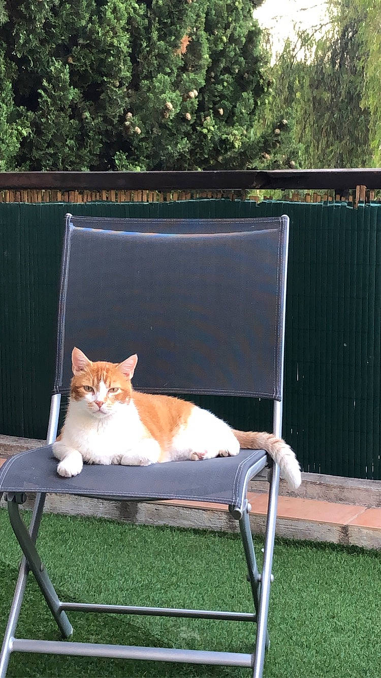 Caramel participe au concours pour gagner de l'argent avec cette photo : art, carnivore, cat, chair, comfort, fawn, felidae, furniture, grass, lawn, outdoor_furniture, pet_supply, plant, small_to_medium_sized_cats, table, tail, tree, whiskers, window, wood