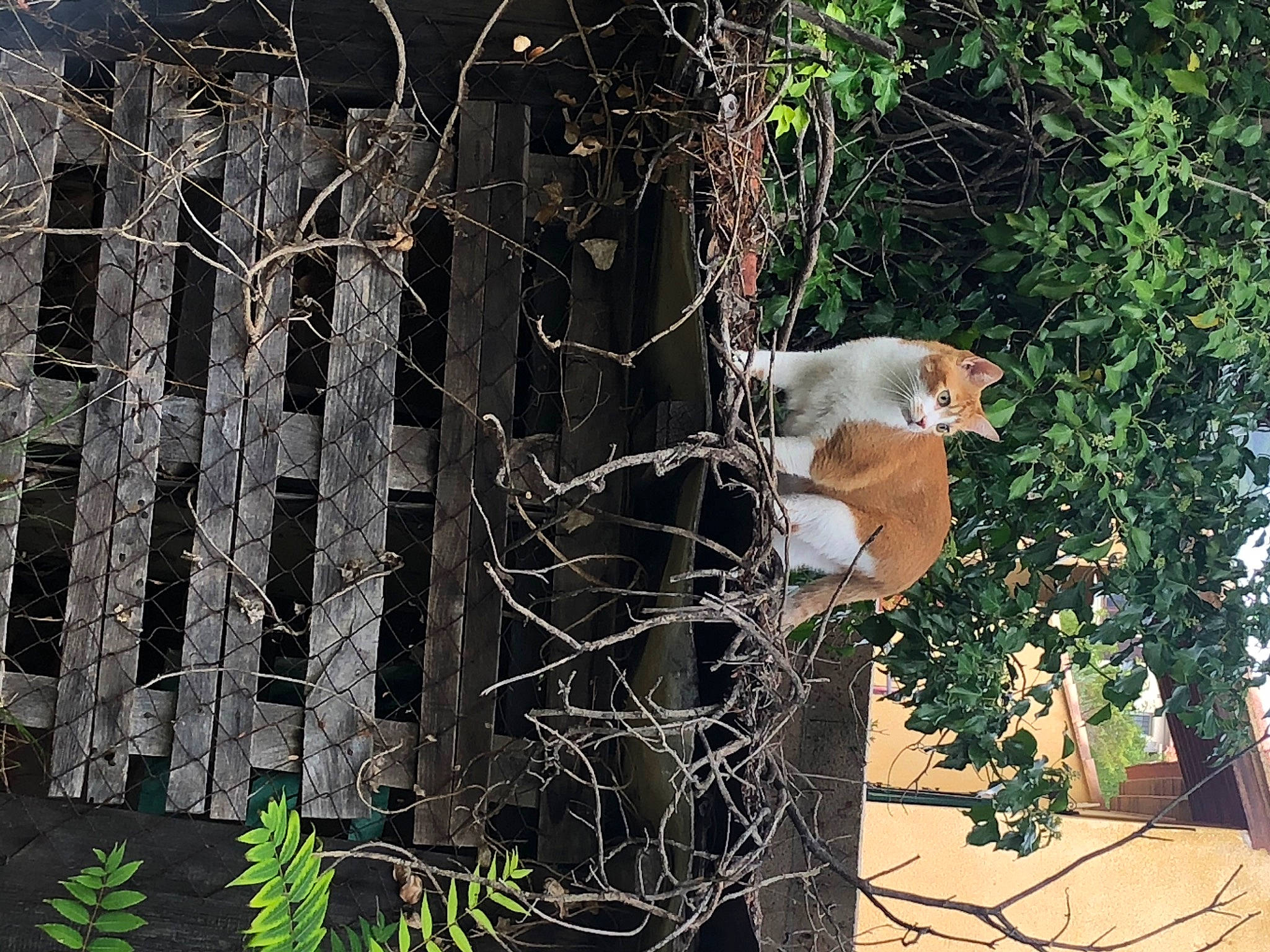 Caramel participe au concours pour gagner de l'argent avec cette photo : biome, carnivore, chain_link_fencing, companion_dog, fawn, fence, forest, home_fencing, jungle, mesh, metal, net, plant, terrestrial_plant, tree, trunk, twig, wildlife, wire_fencing, wood