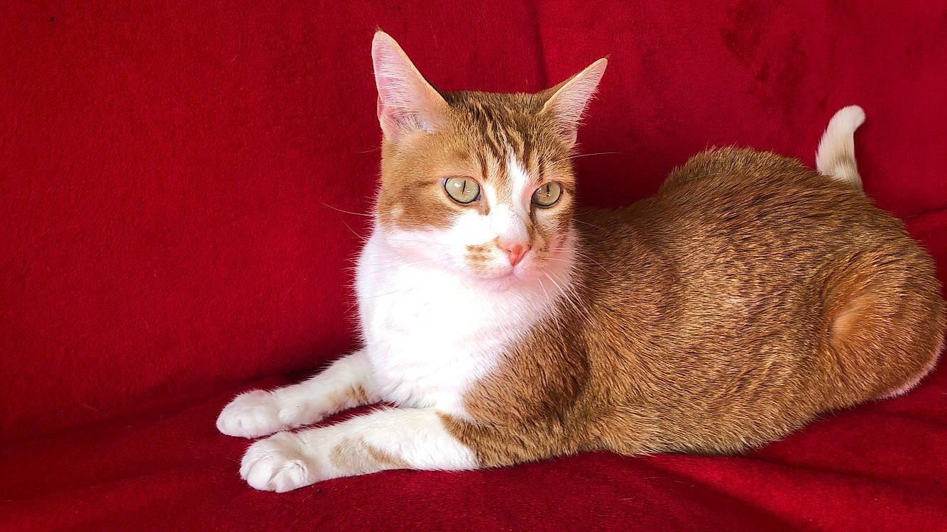 Caramel