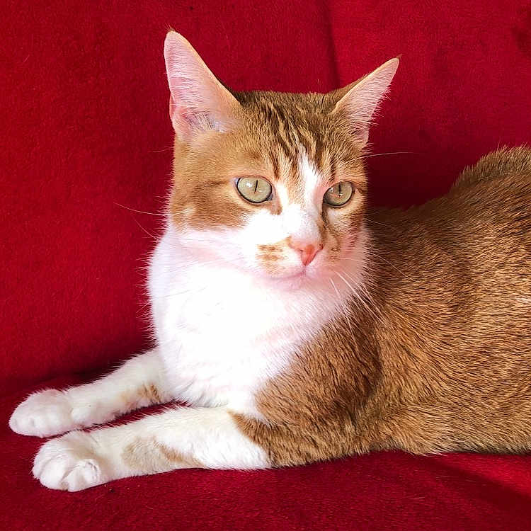 Caramel