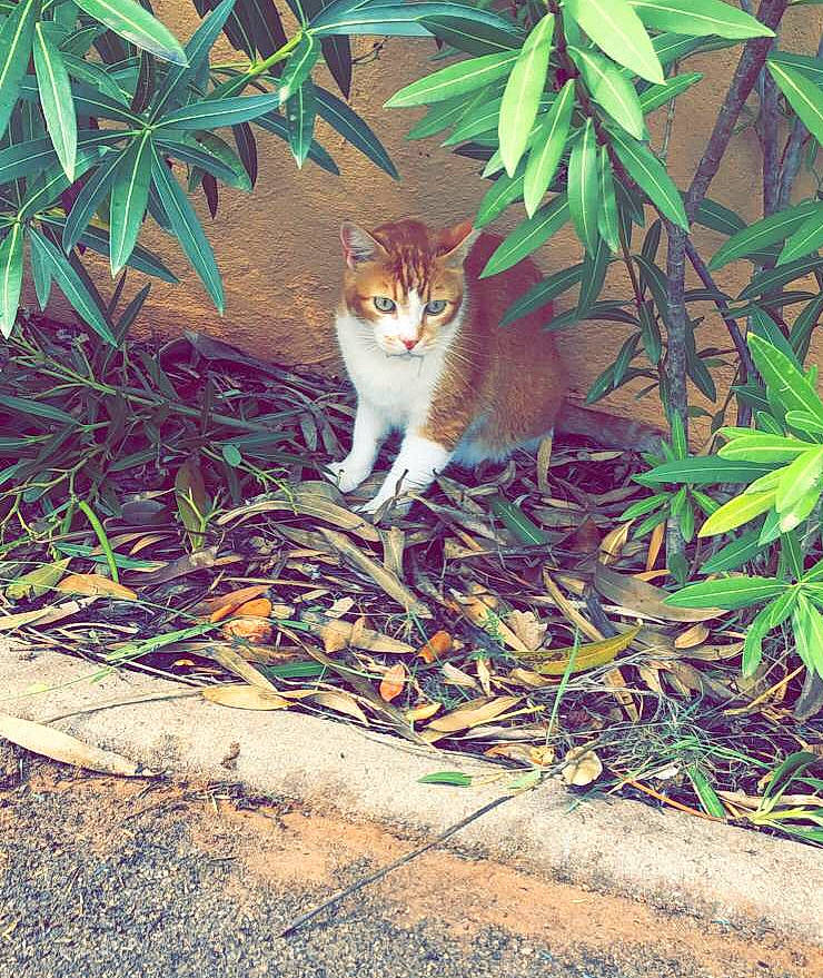Caramel participe au concours pour gagner de l'argent avec cette photo : branch, carnivore, cat, domestic_short_haired_cat, fawn, felidae, fur, grass, groundcover, leaf, plant, road_surface, small_to_medium_sized_cats, snout, tail, terrestrial_plant, tints_and_shades, whiskers, wildlife, wood