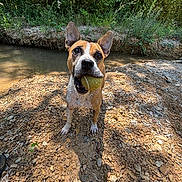 Sam participe au concours pour gagner de l'argent avec cette photo : dog, tennis_ball, outdoor, riverbank, rocks, water, greenery, sunlight, playful, pet, canine, ears, mouth, nature, fetch, animal, closeup, summer, happy, forest