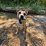 dog, tennis_ball, outdoor, riverbank, rocks, water, greenery, sunlight, playful, pet, canine, ears, mouth, nature, fetch, animal, closeup, summer, happy, forest