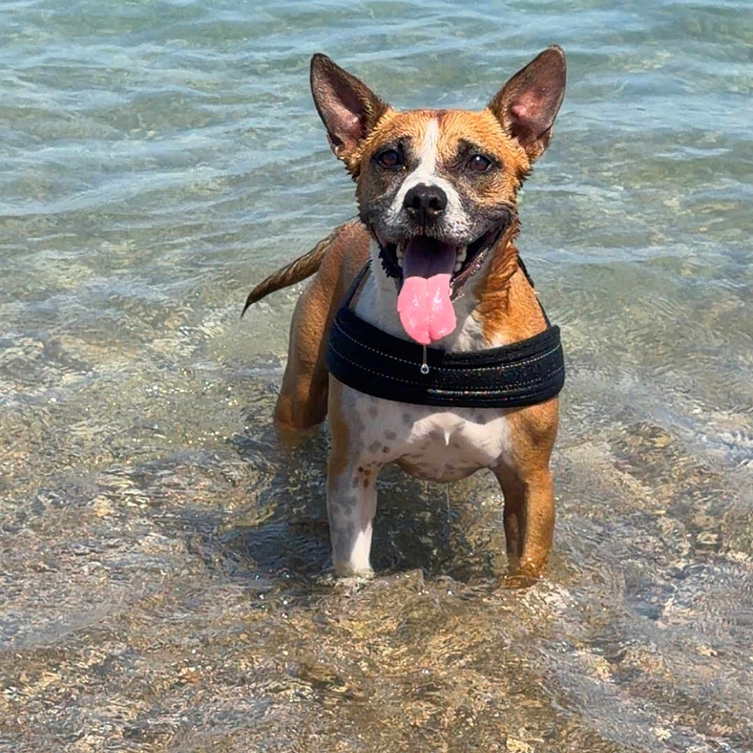Sam participe au concours pour gagner de l'argent avec cette photo : dog, water, beach, tongue_out, happy, animal, pet, summer, outdoor, nature, playful, brown_dog, shallow_water, sunny, canine, standing, wet, daytime, small_dog, ears_up