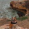 Sam participe au concours pour gagner de l'argent avec cette photo : dog, rock, cliff, sea, ocean, water, waves, beach, coast, sky, cloudy, harness, sitting, nature, outdoor, landscape, animal, scenic, shore, travel