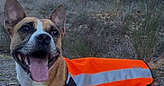 Sam participe au concours pour gagner de l'argent avec cette photo : dog, canine, animal, pet, outdoor, reflective_vest, orange, tongue_out, ears_up, happy, nature, grass, rocks, path, smiling, walking, adventure, forest, daytime, mammal