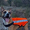 dog, canine, animal, pet, outdoor, reflective_vest, orange, tongue_out, ears_up, happy, nature, grass, rocks, path, smiling, walking, adventure, forest, daytime, mammal