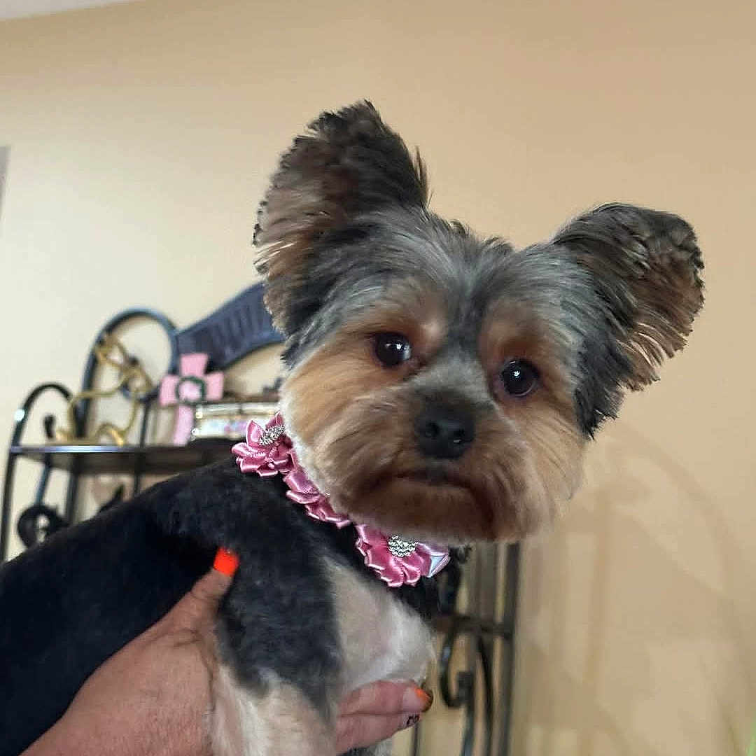 Savior
