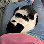 Stink Pot is registered to the contest to win money with this photo: animal, black_and_white, casual_clothing, cat, comfort, companionship, cozy, curled_up, cute, domestic, feline, human, indoor, jeans, lap, pet, pink_shirt, relaxation, resting, sleeping