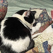 Stink Pot joined the competition — help win amazing prizes! animal, bed, black_and_white, cat, comfort, cozy, curled_up, cute, domestic_cat, feline, fur, home, indoor, patchwork_quilt, pet, quiet, relaxed, resting, sleeping, soft