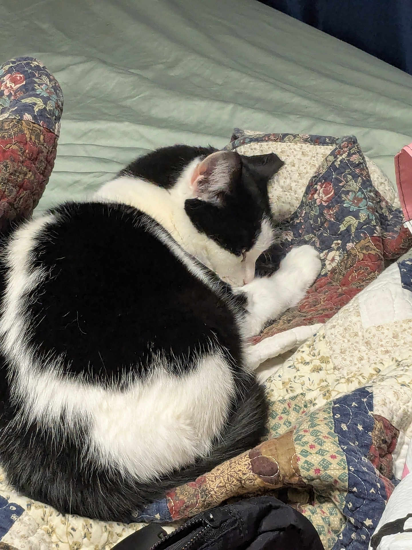 Stink Pot joined the competition — help win amazing prizes! animal, bed, black_and_white, cat, comfort, cozy, curled_up, cute, domestic_cat, feline, fur, home, indoor, patchwork_quilt, pet, quiet, relaxed, resting, sleeping, soft