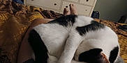 Stink Pot joined the competition — help win amazing prizes! bedroom, black_and_white_cat, blanket, cat, comfort, cozy, dresser, feet, fur, furniture, home, indoor, lap, legs, paws, person, quiet, relaxation, resting, sleeping