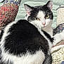 Stink Pot is registered to the contest to win money with this photo: animal, black_and_white, cat, closeup, cozy, cute, ears, fabric, feline, fur, home, indoor, patterned, pet, quilt, relaxed, resting, sleepy, soft, whiskers