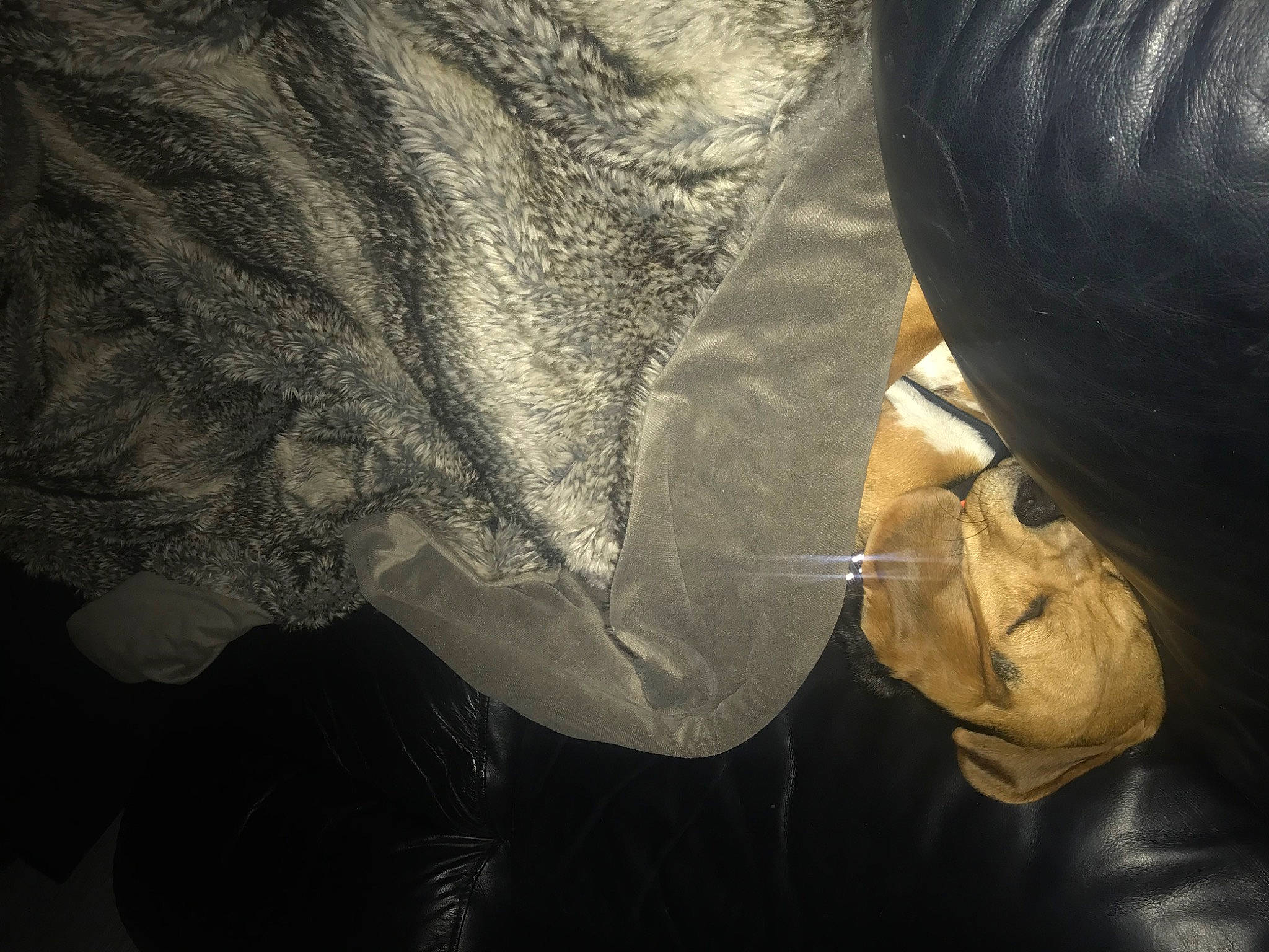 Ruby joined the competition — help win amazing prizes! beard, black_hair, darkness, elbow, eyelash, eyewear, fur, gesture, human_leg, monochrome_photography, nail, pattern, shadow, tints_and_shades, tree, visual_arts