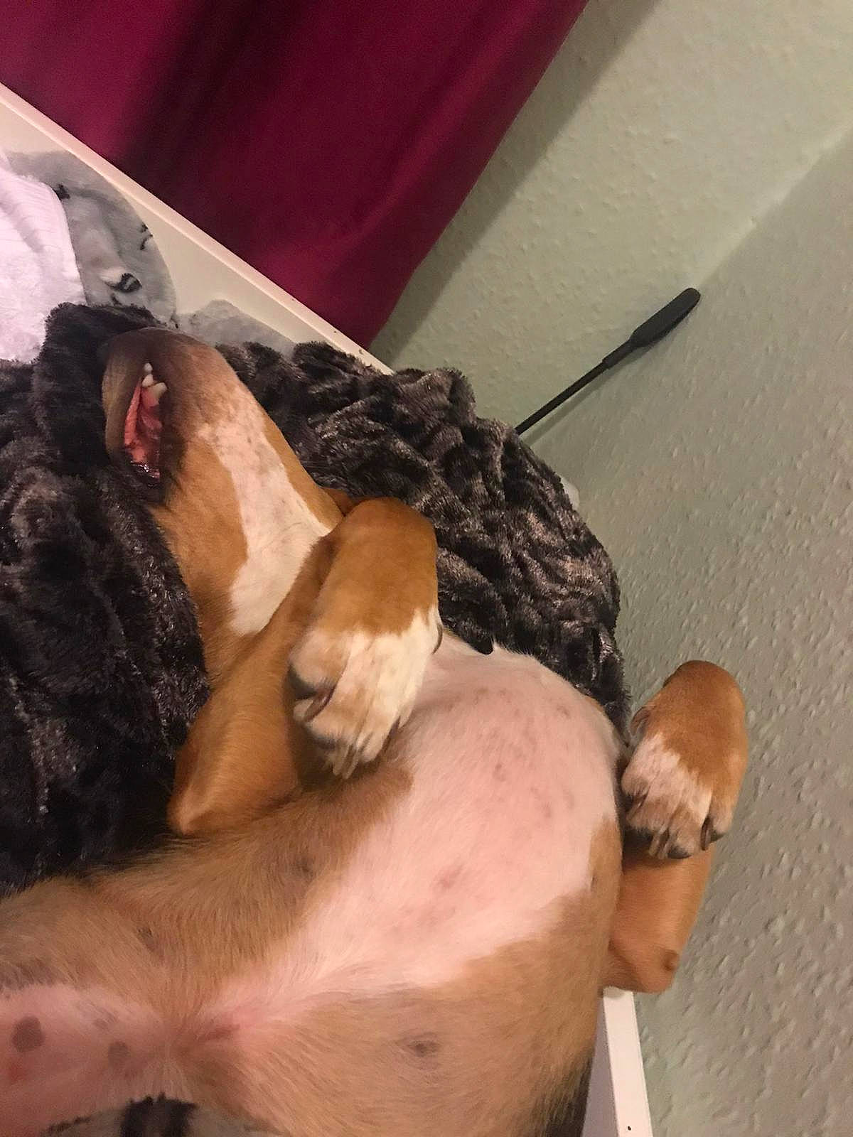 Ruby is registered to the contest to win money with this photo: abdomen, barechested, black_hair, chest, comfort, companion_dog, dog_breed, ear, elbow, eyelash, fawn, felidae, fur, human_leg, jaw, neck, snout, thigh, trunk, whiskers