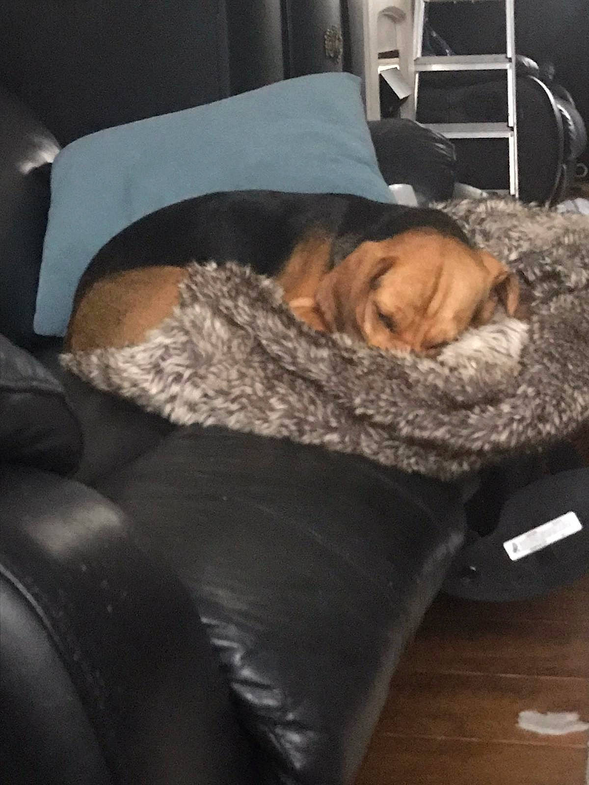 Ruby is registered to the contest to win money with this photo: canidae, car_seat, carnivore, comfort, companion_dog, couch, dog, dog_breed, fawn, flooring, fur, hardwood, head_restraint, human_leg, linens, nap, sitting, sporting_group, vehicle_door, wood