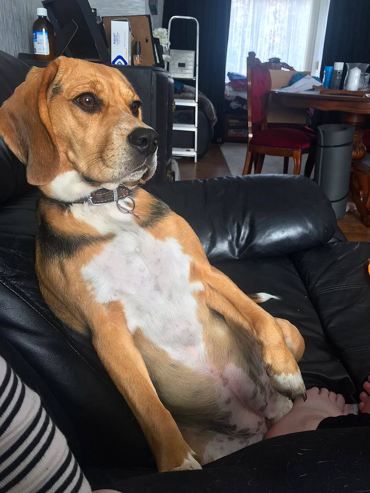 Ruby is registered to the contest to win money with this photo: canidae, carnivore, chair, collar, comfort, companion_dog, couch, dog, dog_breed, dog_collar, dog_supply, fawn, flooring, fur, hardwood, sitting, snout, sporting_group, whiskers, working_animal