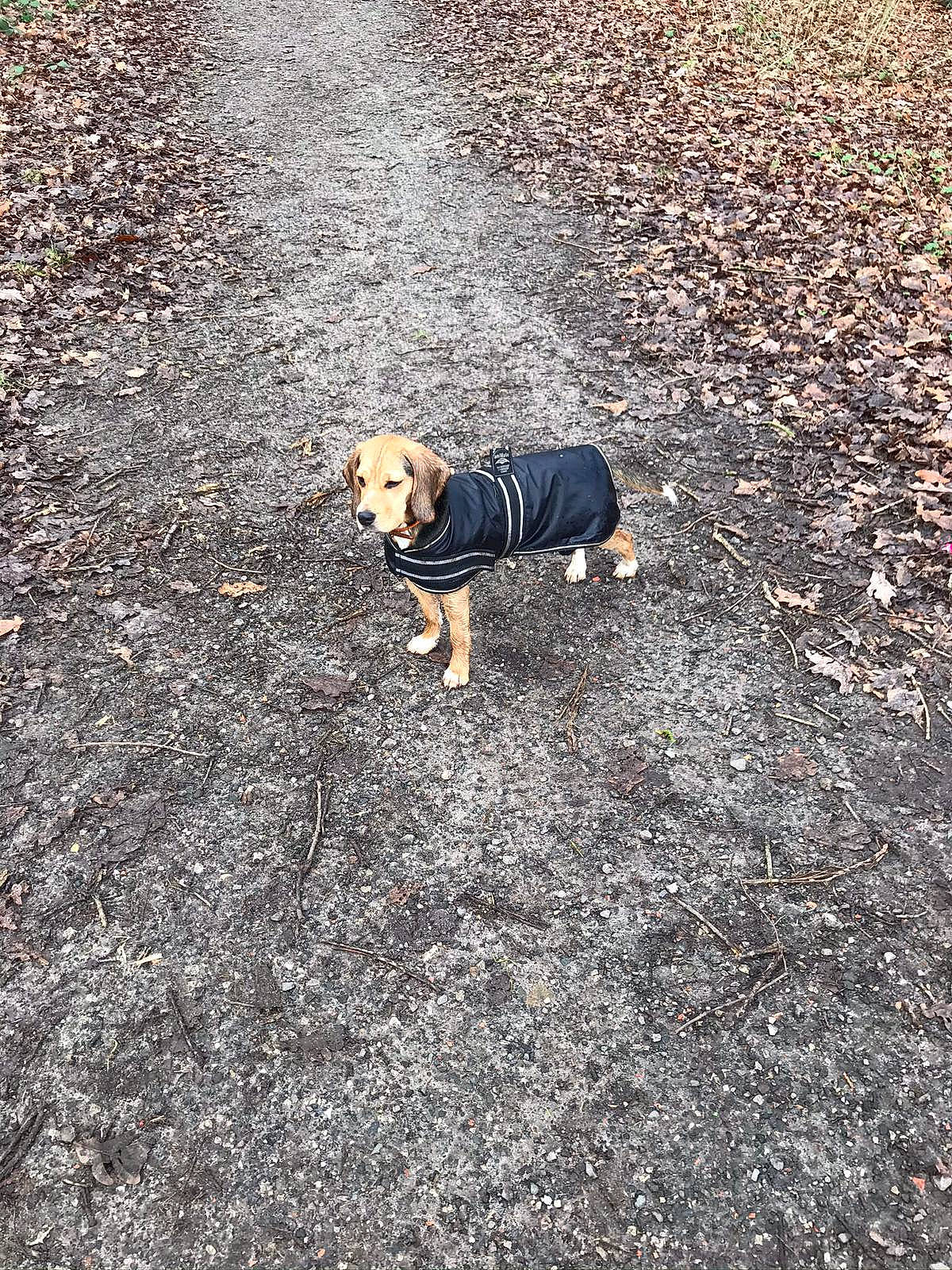 Ruby joined the competition — help win amazing prizes! asphalt, canidae, carnivore, companion_dog, dog, dog_breed, fashion_accessory, fawn, grass, leash, pet_supply, road, road_surface, shadow, soil, sporting_group, tail, tar, toy_dog, working_animal