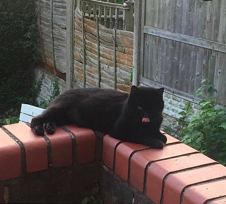 Sooty is registered to the contest to win money with this photo: black_cat, bombay, carnivore, cat, comfort, domestic_short_haired_cat, felidae, fence, grass, groundcover, outdoor_furniture, plant, rectangle, sitting, small_to_medium_sized_cats, tail, tints_and_shades, tree, whiskers, wood