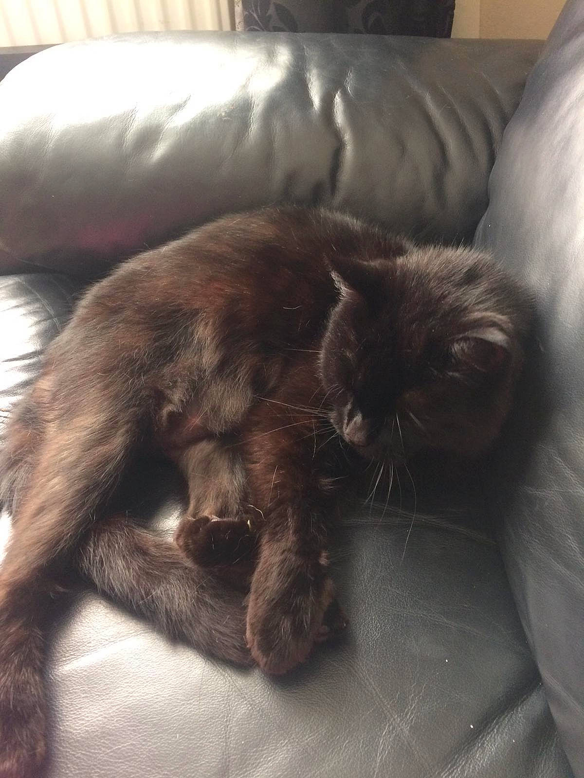 Sooty joined the competition — help win amazing prizes! black_cat, carnivore, cat, claw, comfort, companion_dog, couch, dog_breed, domestic_short_haired_cat, felidae, fur, grey, linens, liver, metal, nap, room, small_to_medium_sized_cats, tail, whiskers