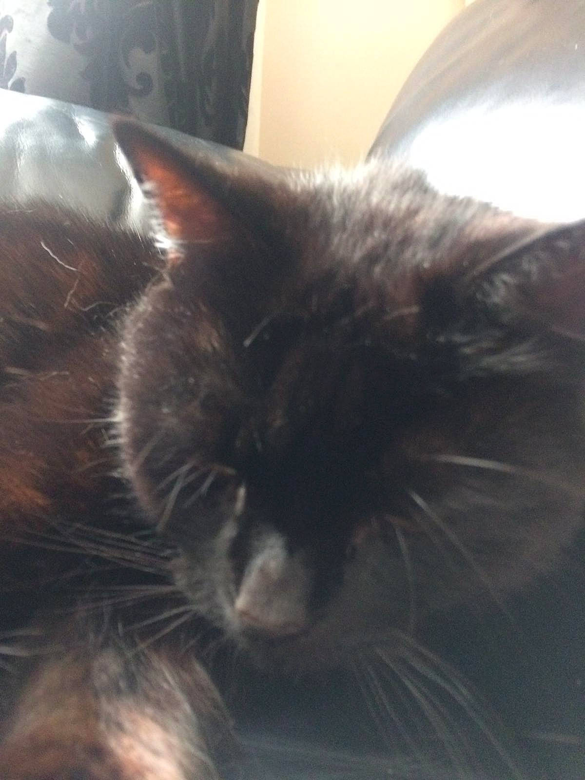 Sooty joined the competition — help win amazing prizes! black_cat, carnivore, cat, claw, cloud, comfort, domestic_short_haired_cat, ear, felidae, fur, metal, nap, paw, sky, small_to_medium_sized_cats, snout, tail, terrestrial_animal, whiskers, window