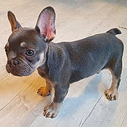 Odin Barnett is registered to the contest to win money with this photo: adorable, animal, canine, companion, cute, dog, domestic_animal, ears, floor, french_bulldog, fur, indoor, looking, pet, puppy, side_view, small, standing, wooden_floor, young