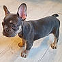 adorable, animal, canine, companion, cute, dog, domestic_animal, ears, floor, french_bulldog, fur, indoor, looking, pet, puppy, side_view, small, standing, wooden_floor, young