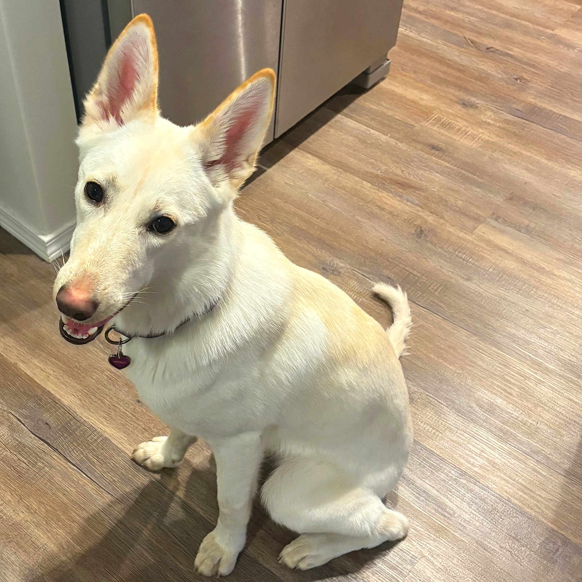 Sazuki joined the competition — help win amazing prizes! accessories, animal, canine, dog, eskimodog, hardwood, husky, indoors, interiordesign, leash, pet, puppy, racket, snout, sport, strap, tennis, tennisracket, whitedog, wood