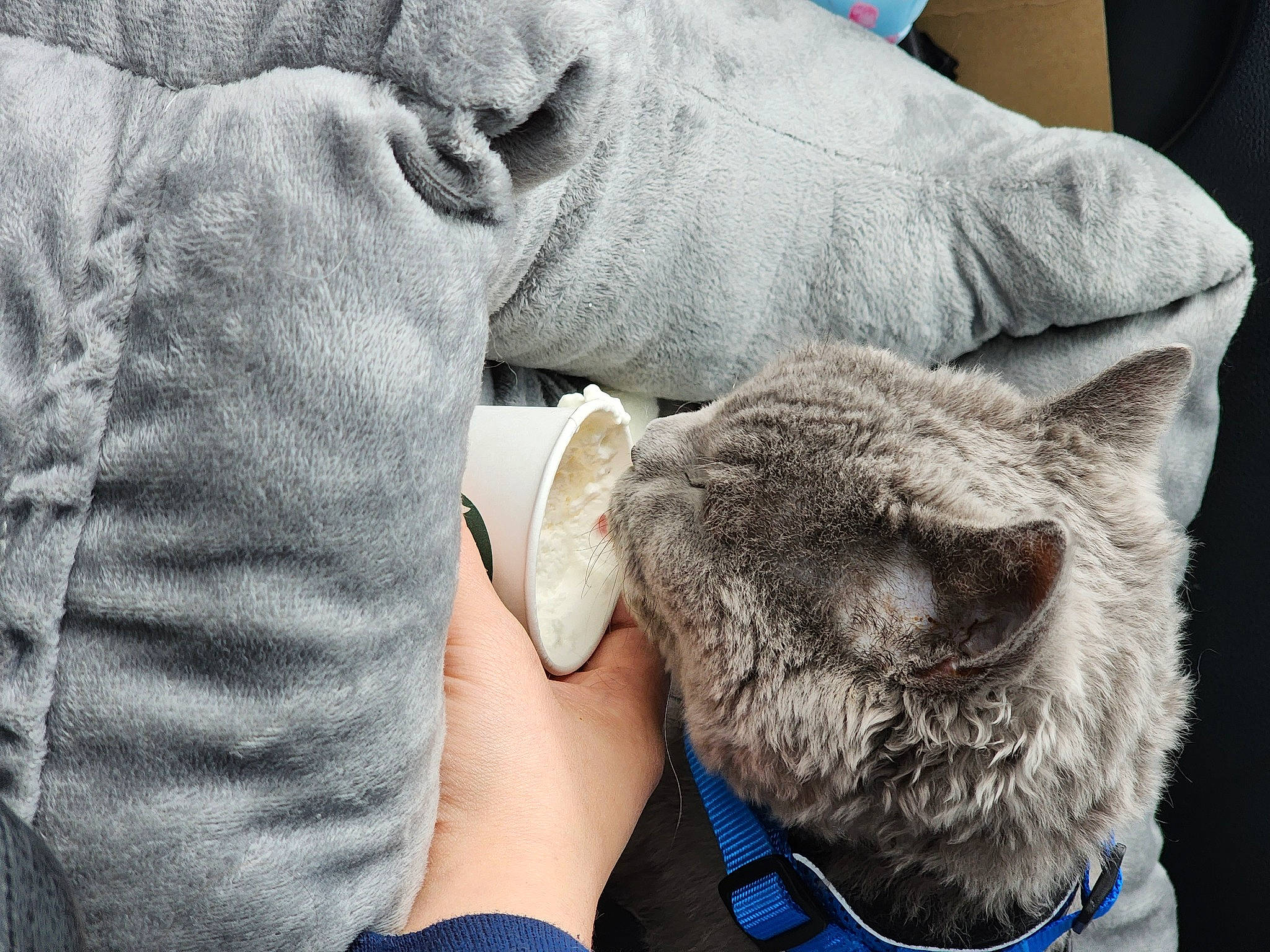 Pongo is registered to the contest to win money with this photo: blue, carnivore, cat, comfort, dog_breed, domestic_short_haired_cat, ear, electric_blue, fawn, felidae, fur, gesture, grey, human_leg, mammal, small_to_medium_sized_cats, snout, textile, whiskers, wool