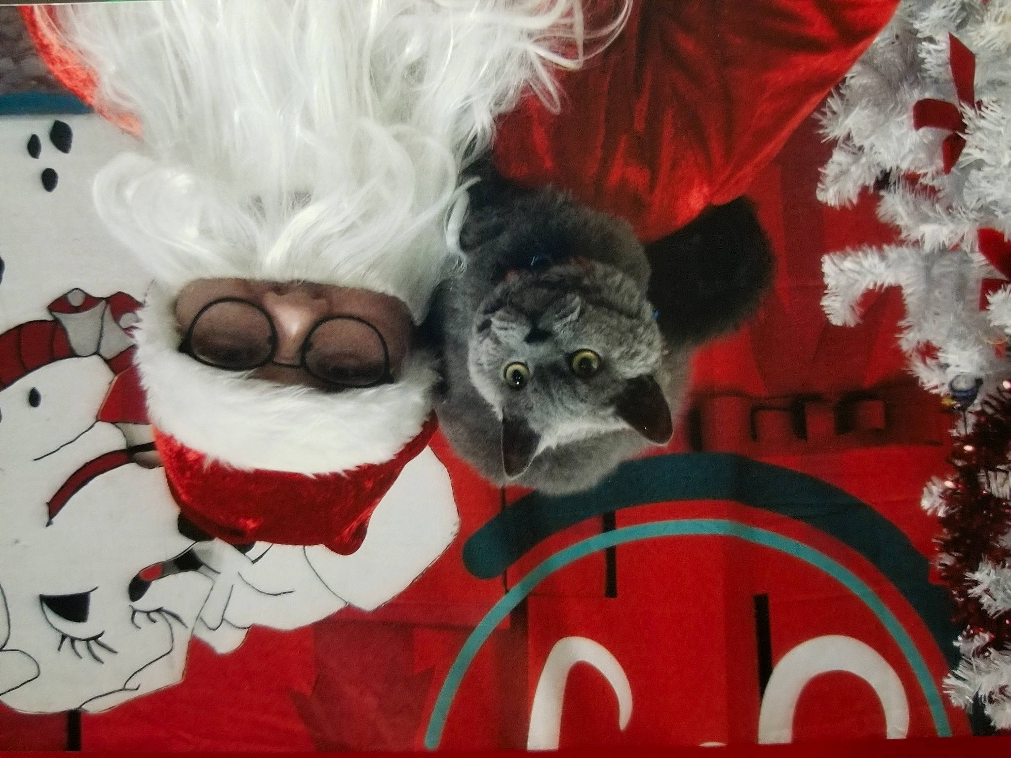 Pongo joined the competition — help win amazing prizes! carmine, event, eyewear, feather, felidae, fictional_character, font, fur, mammal, mask, pattern, photo_caption, plush, red, snout, stuffed_toy, textile, toy, vertebrate, whiskers