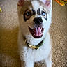 Toa is registered to the contest to win money with this photo: puppy, dog, blue_eyes, playful, rope_toy, carpet, indoor, pet, fur, canine, collar, mouth_open, tongue_out, cute, animal, young_dog, ears_up, smiling, looking_up, happy