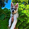 Toa joined the competition — help win amazing prizes! puppy, dog, husky, animal, pet, green_leaves, plants, nature, outdoor, blue_sky, fur, ears, eyes, hand, collar, cute, young, portrait, daylight, leafy_background
